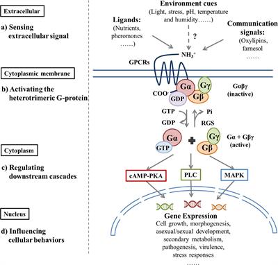 Fungal G-Protein-Coupled Receptors: A Promising Mediator of the Impact of Extracellular Signals on Biosynthesis of Ochratoxin A